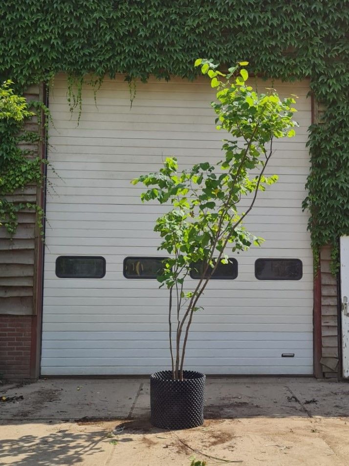 Jonge Amerikaanse judasboom | Meerstammig