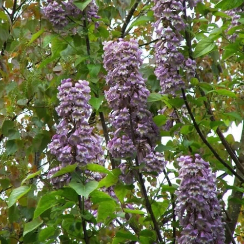 Volwassen Anna Paulownaboom | Hoogstam