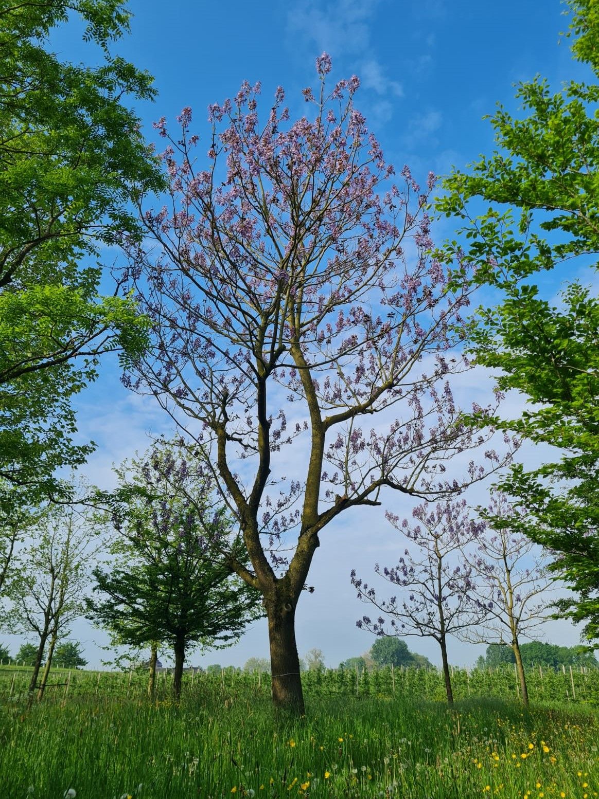 Volwassen Anna Paulownaboom | Hoogstam