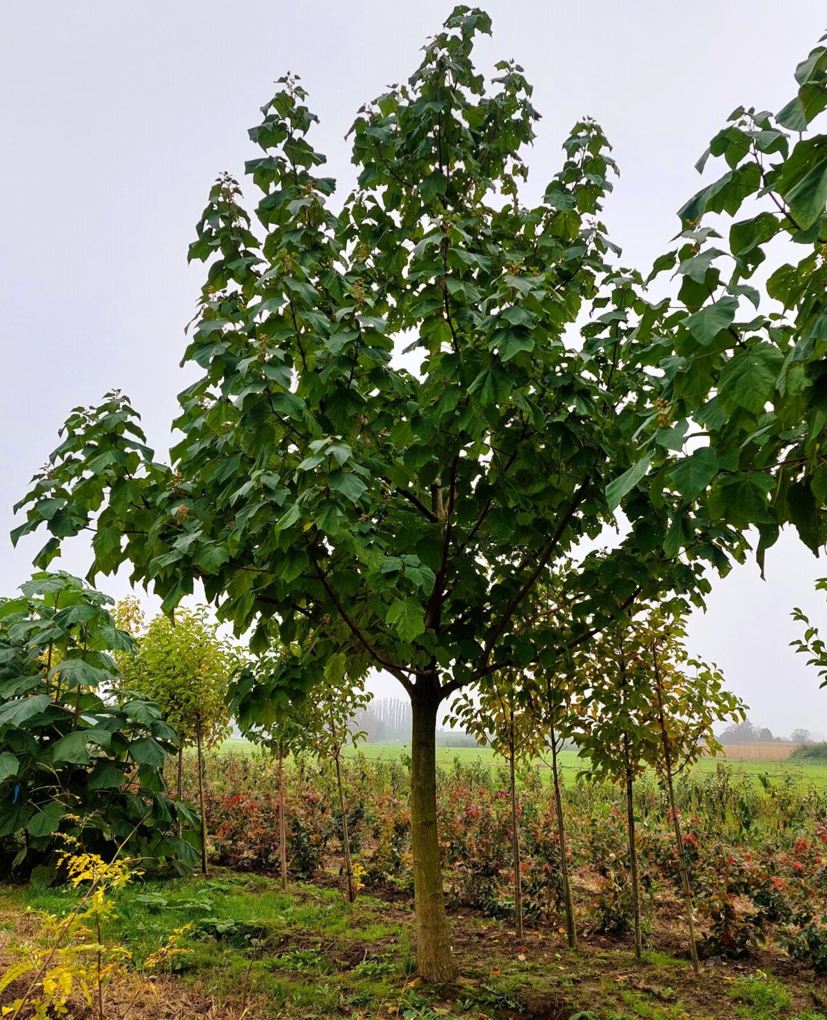 Volwassen Anna Paulownaboom | Hoogstam