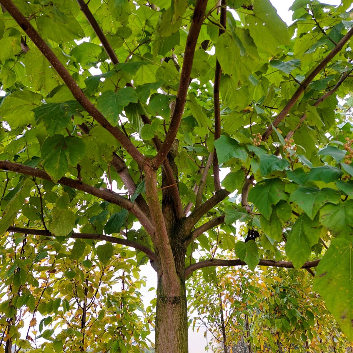 Volwassen Anna Paulownaboom | Hoogstam