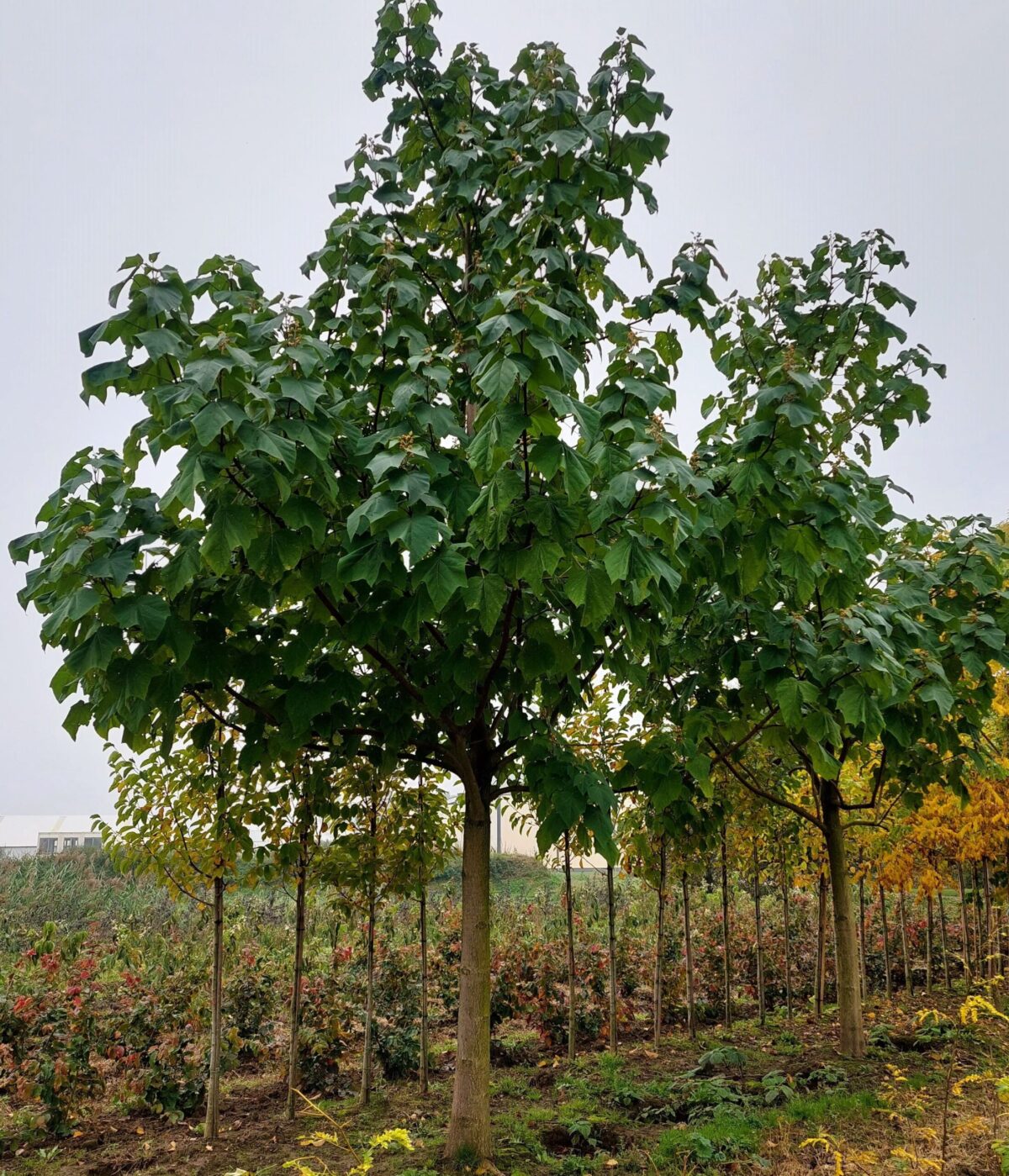 Anna Paulownaboom | Hoogstam