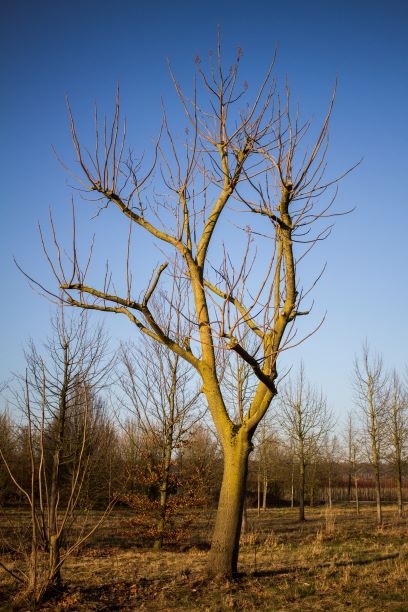 Anna Paulownaboom | hoogstam | volwassen bomen