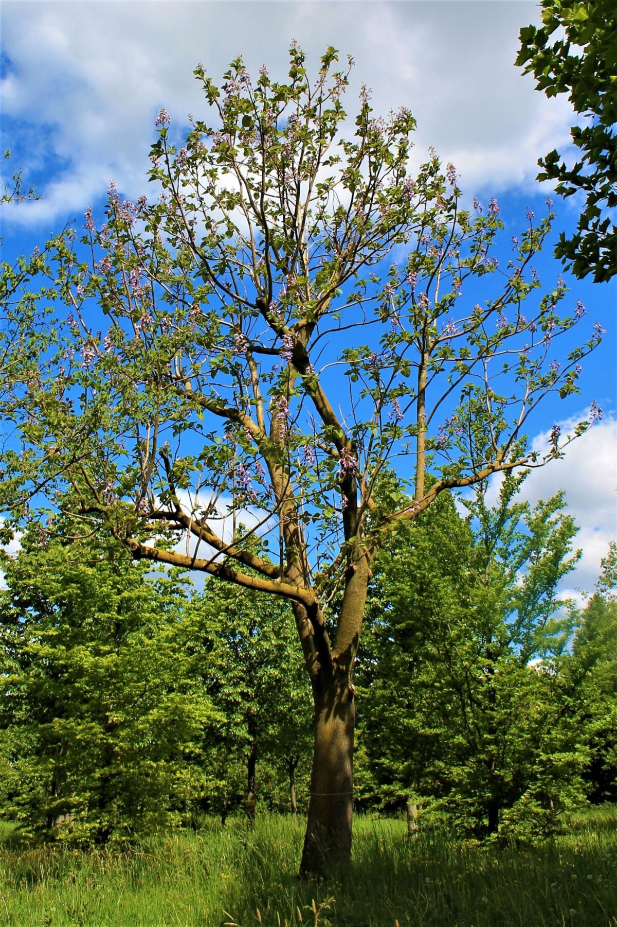 Anna Paulownaboom | hoogstam | volwassen bomen