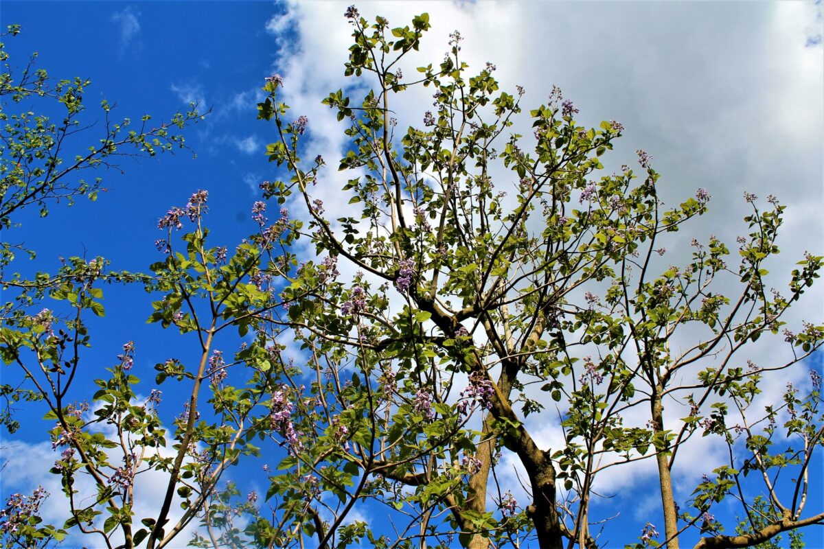 Anna Paulownaboom | hoogstam | volwassen bomen