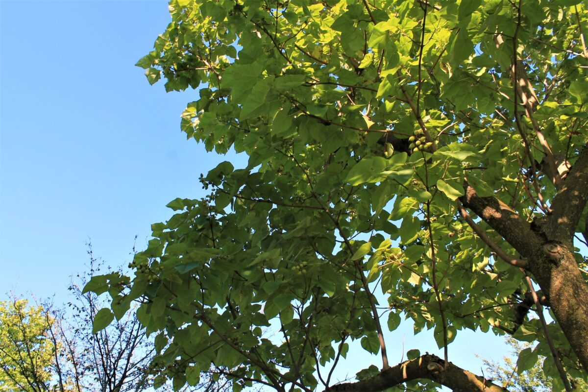 Anna Paulownaboom | hoogstam | volwassen bomen