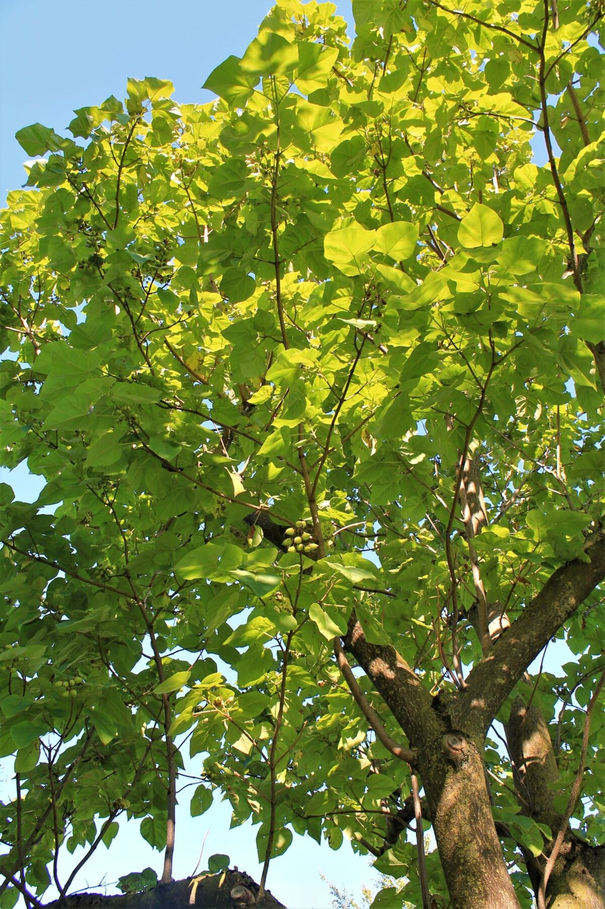 Anna Paulownaboom | hoogstam | volwassen bomen