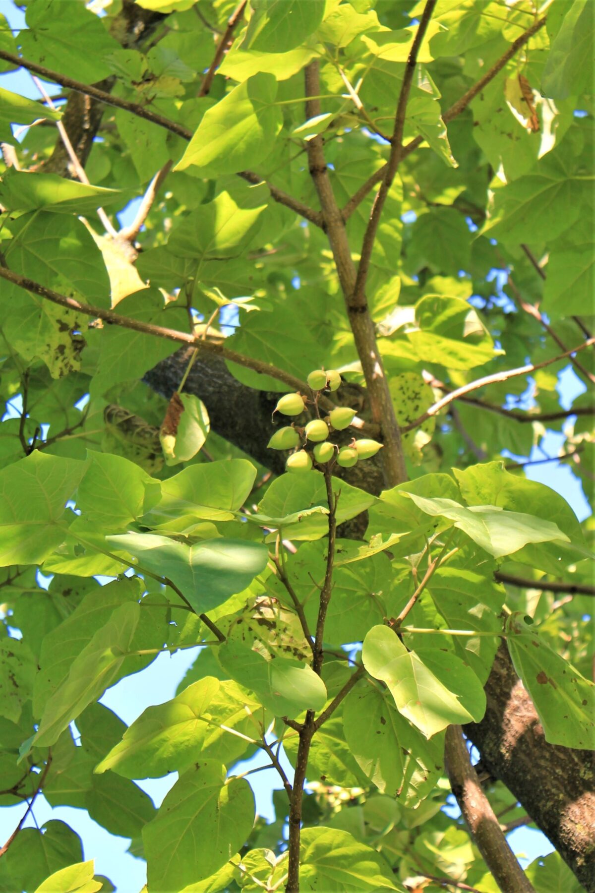Anna Paulownaboom | hoogstam | volwassen bomen