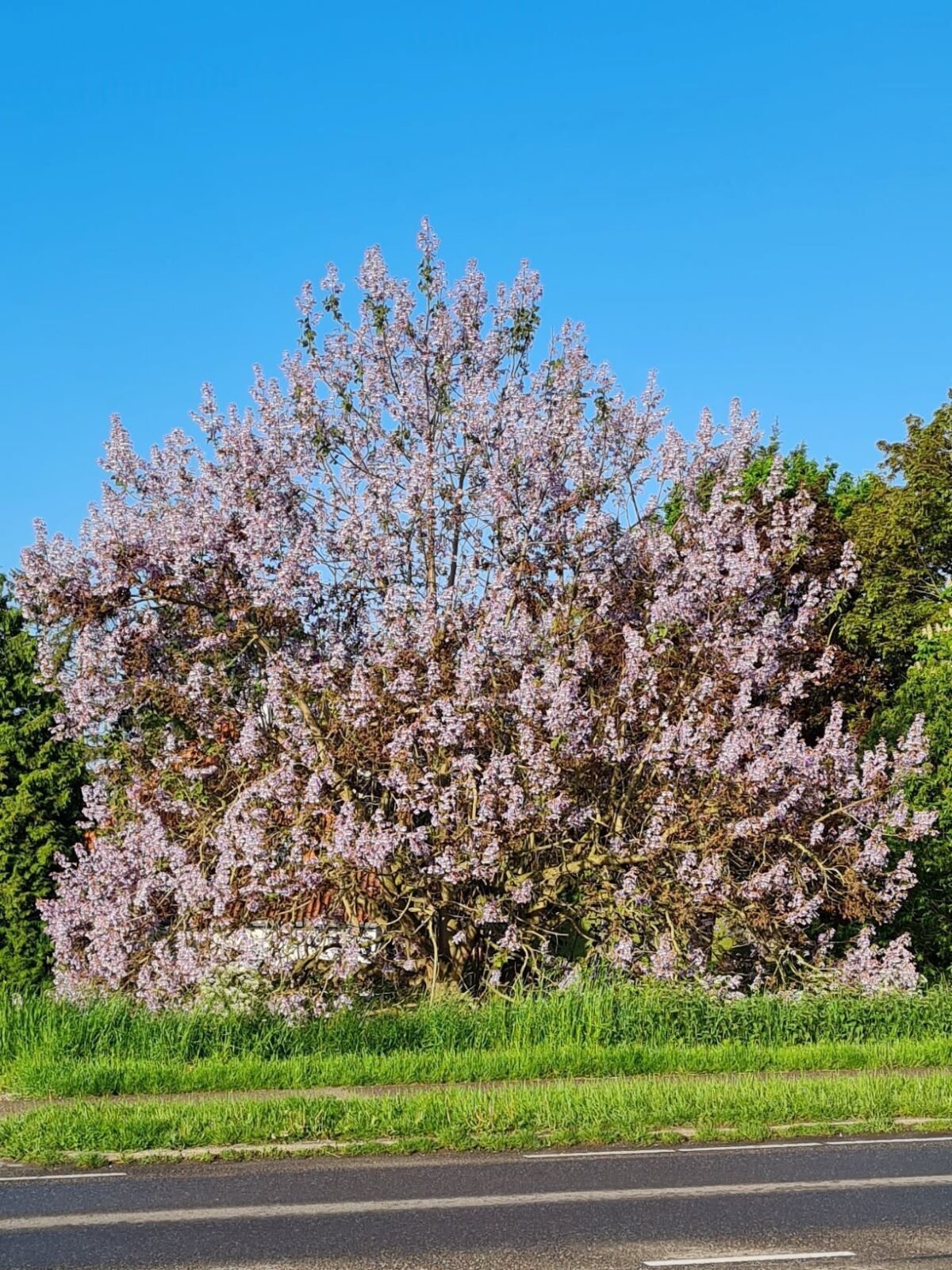 Anna Paulownaboom | hoogstam | volwassen bomen