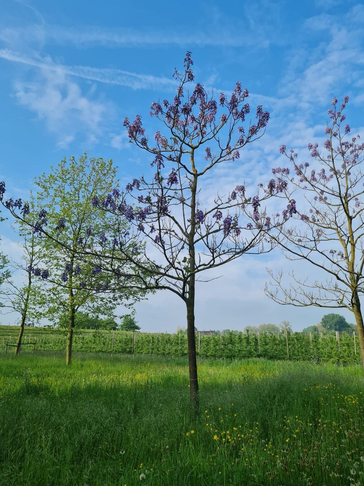 Anna Paulownaboom | hoogstam | volwassen bomen