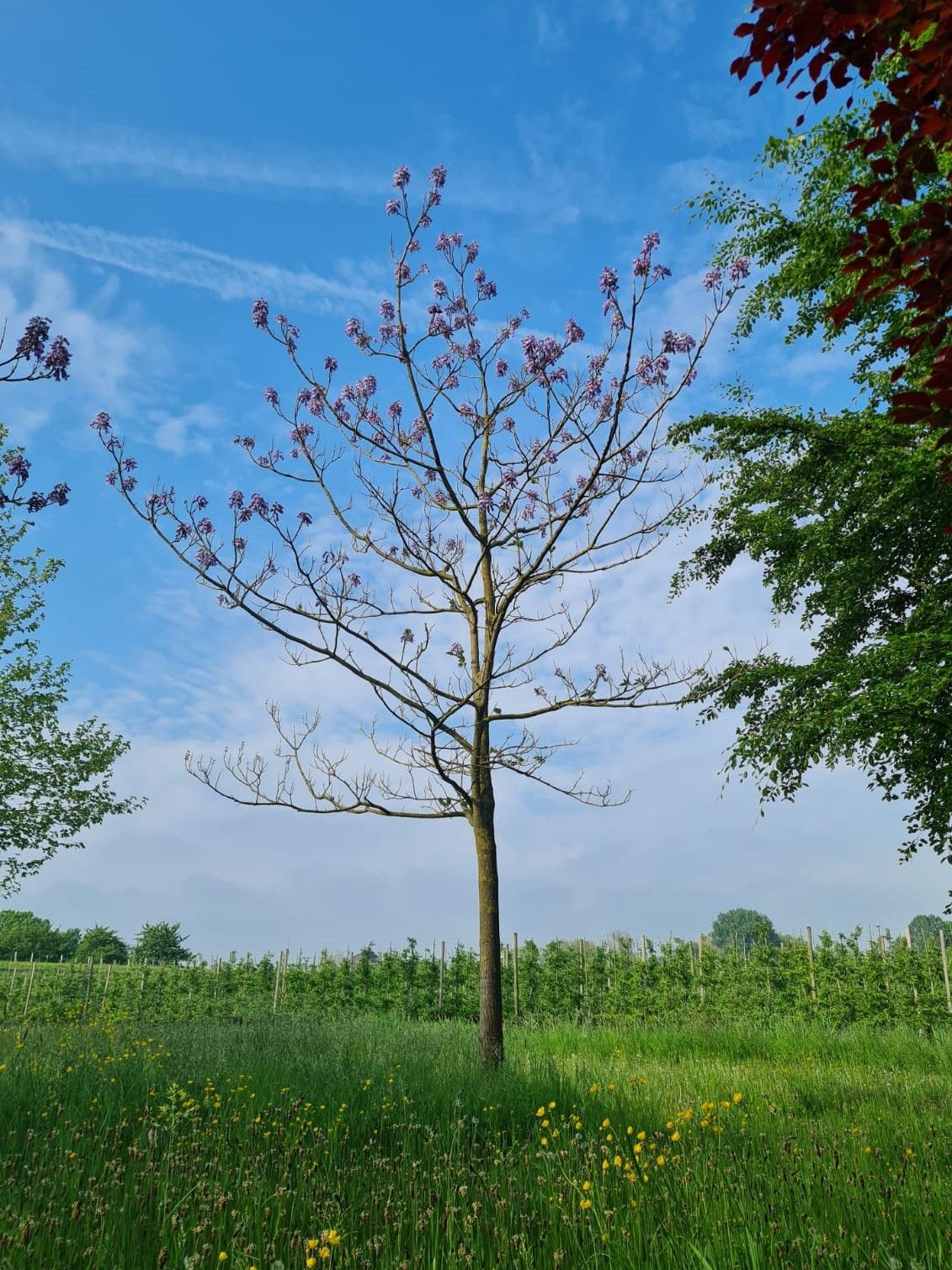 Anna Paulownaboom | hoogstam | volwassen bomen