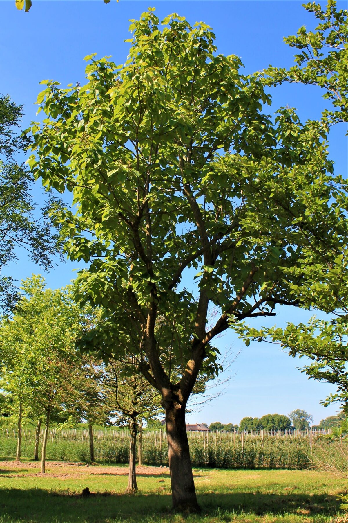 Volwassen Anna Paulownaboom | Hoogstam