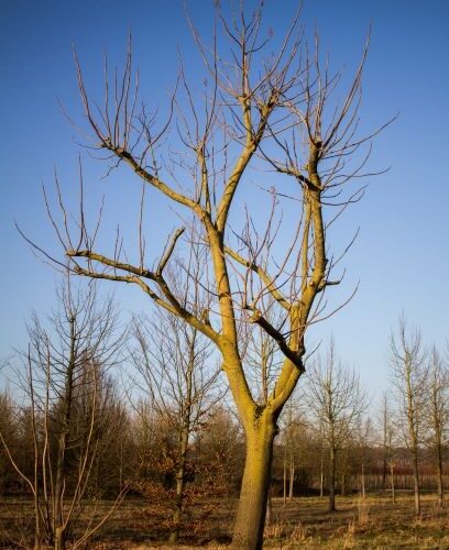 Volwassen Anna Paulownaboom | Hoogstam