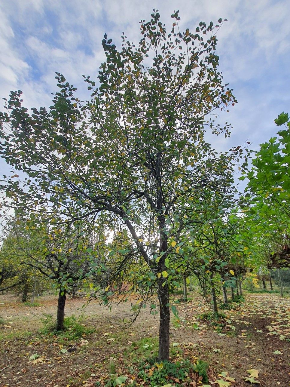 appel-boom-lunterse-pippeling- Volwassen Appelboom 'Lunterse Pippeling' | Hoogstam