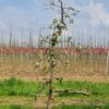 Jonge Appelboom 'Delcorf' | Laagstam