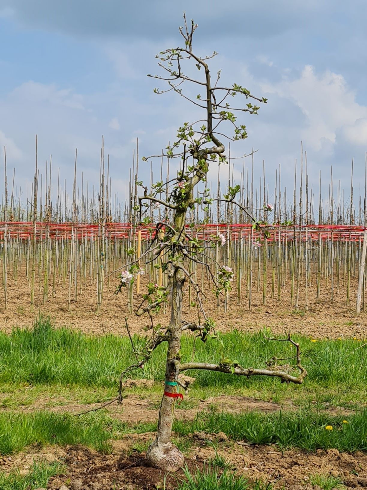 Jonge Appelboom ‘Delcorf’ | Laagstam