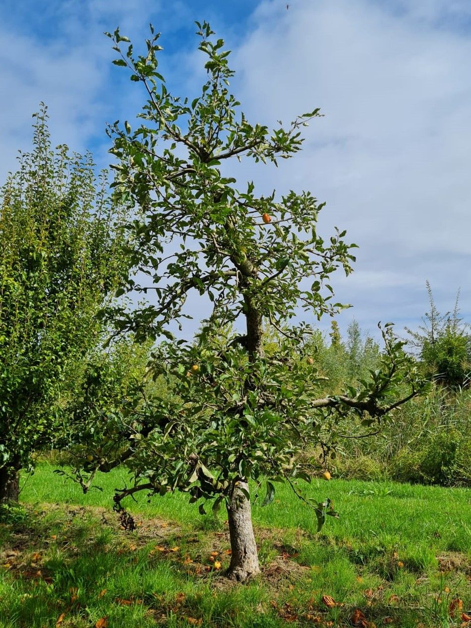 Jonge Appelboom 'Delcorf' | Laagstam