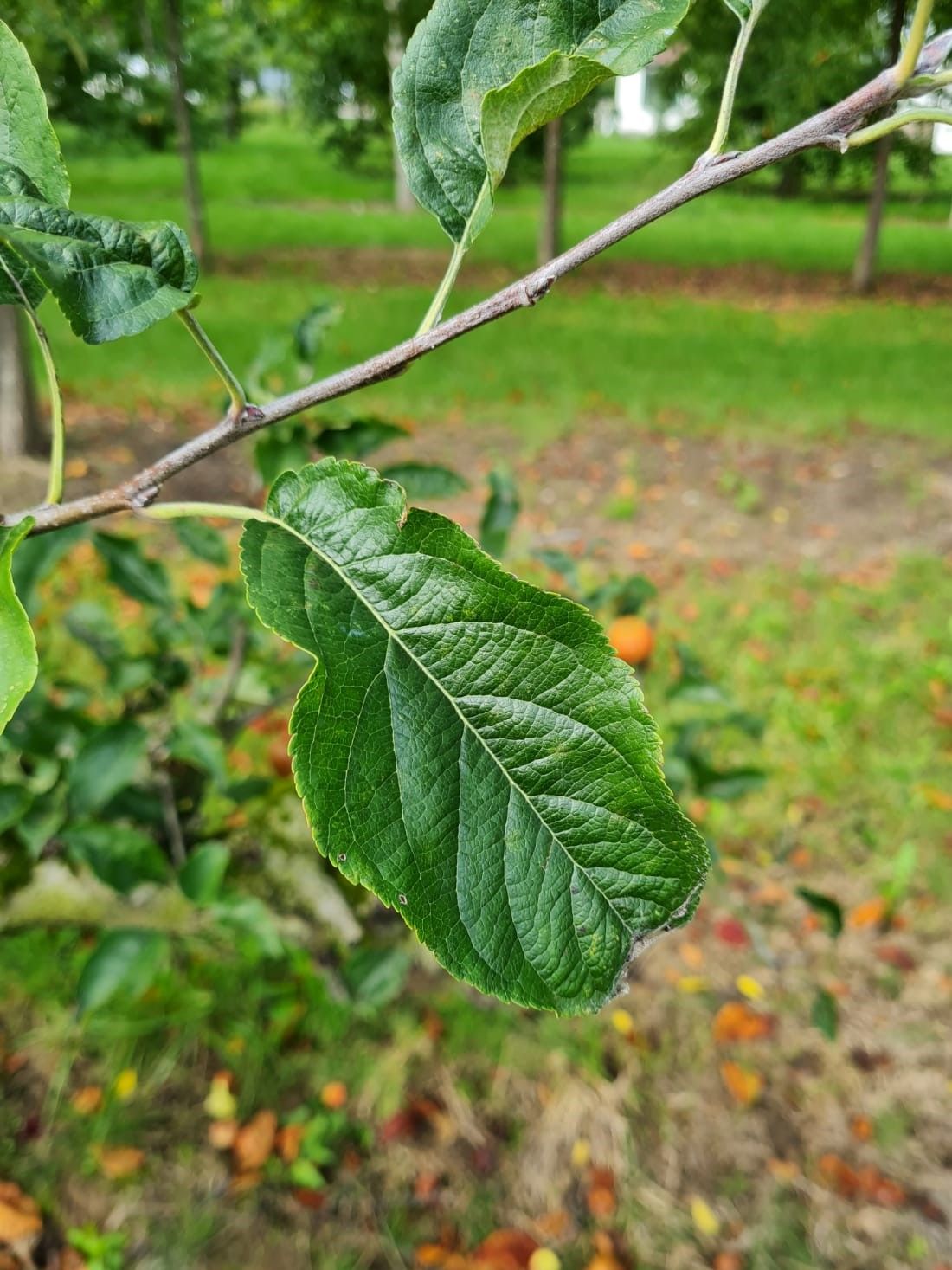 Jonge Appelboom 'Delcorf' | Laagstam