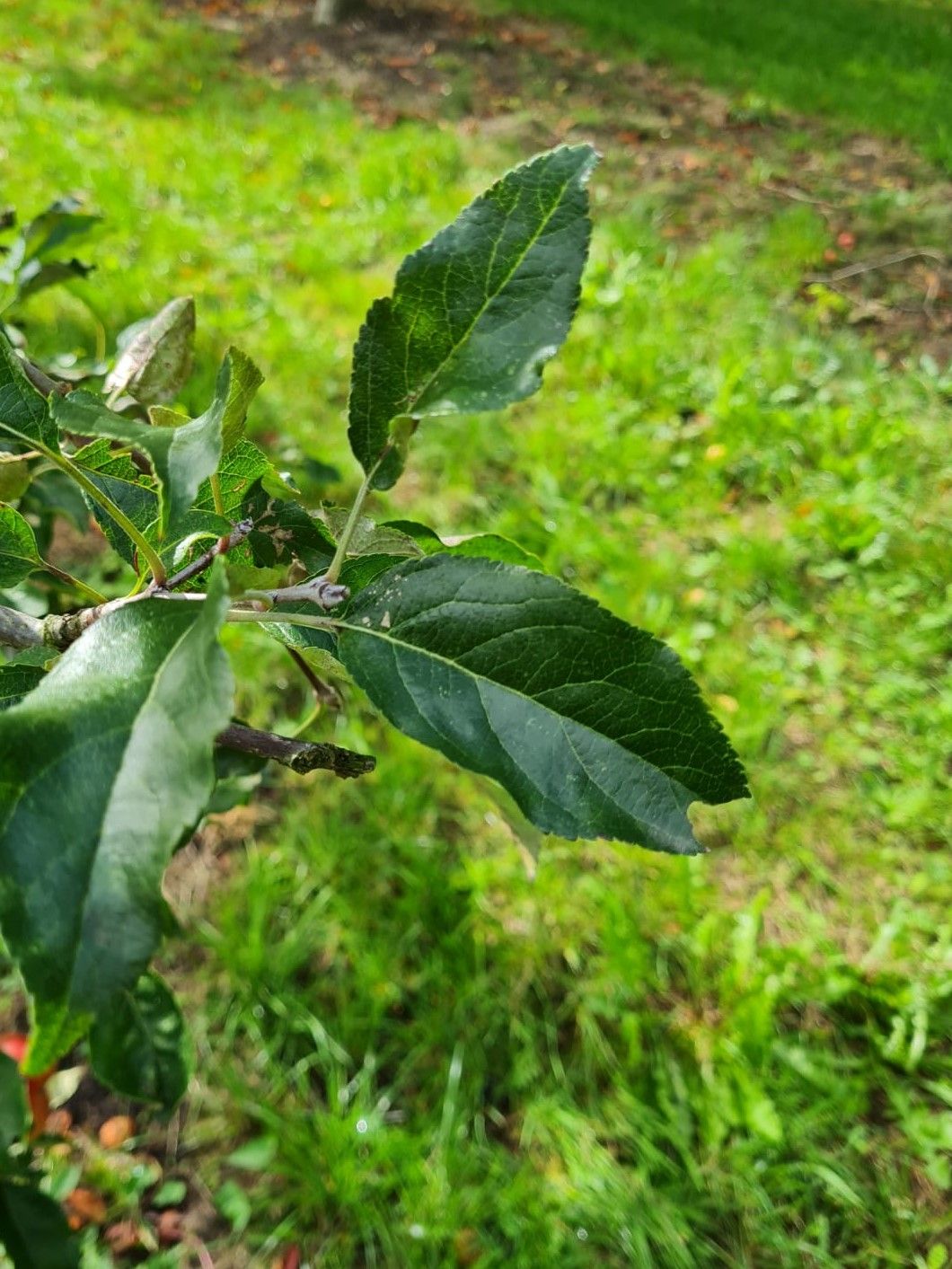 Jonge Appelboom 'Delcorf' | Laagstam