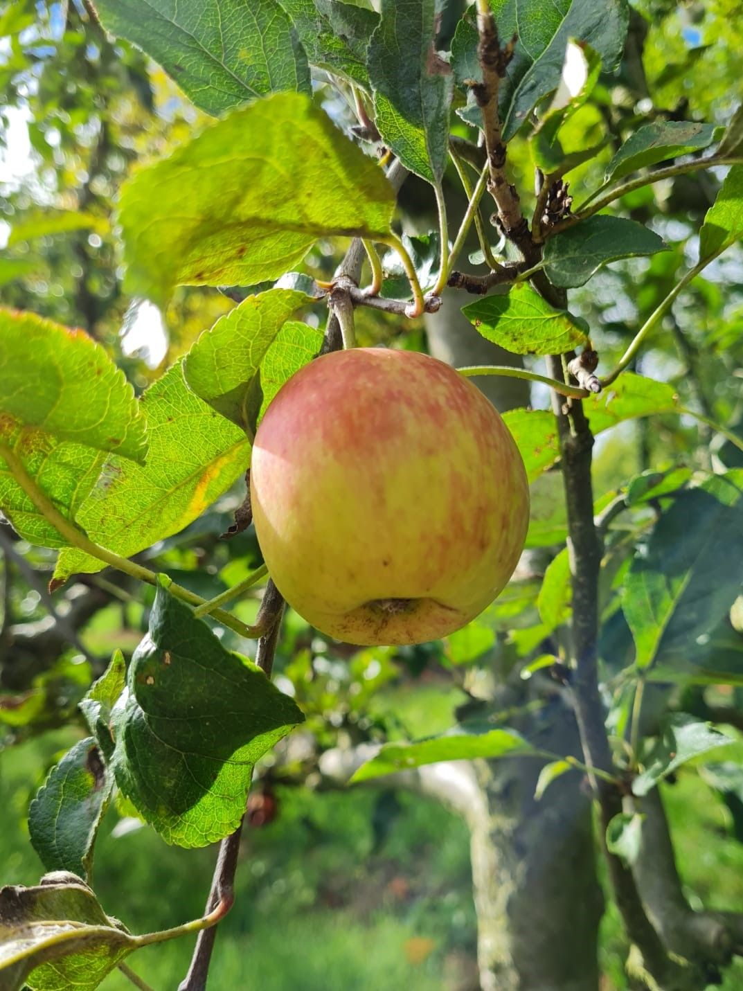 Jonge Appelboom 'Delcorf' | Laagstam