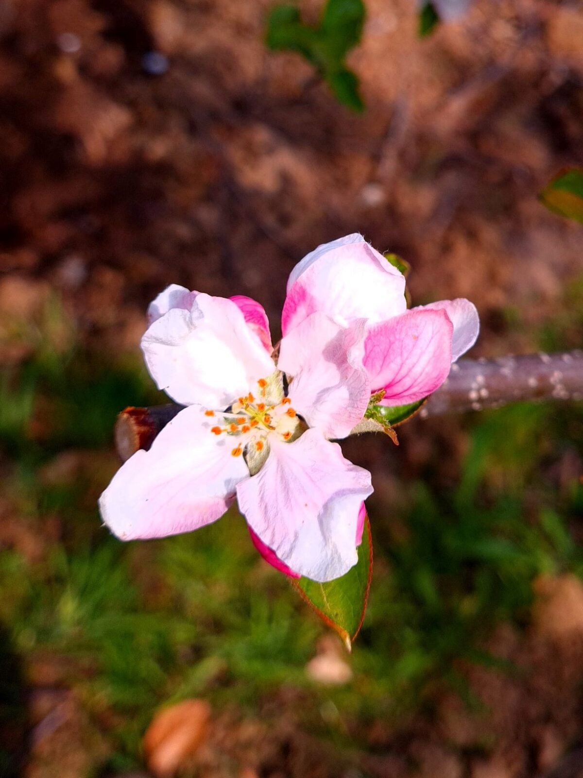 Volwassen Appelboom 'Delcorf' | Laagstam