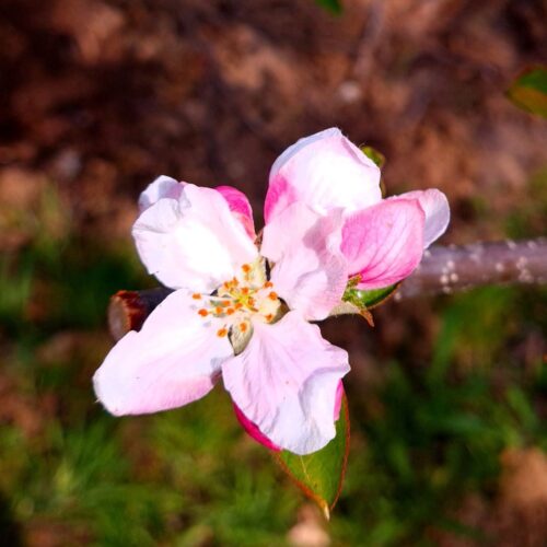 Volwassen Appelboom 'Delcorf' | Laagstam