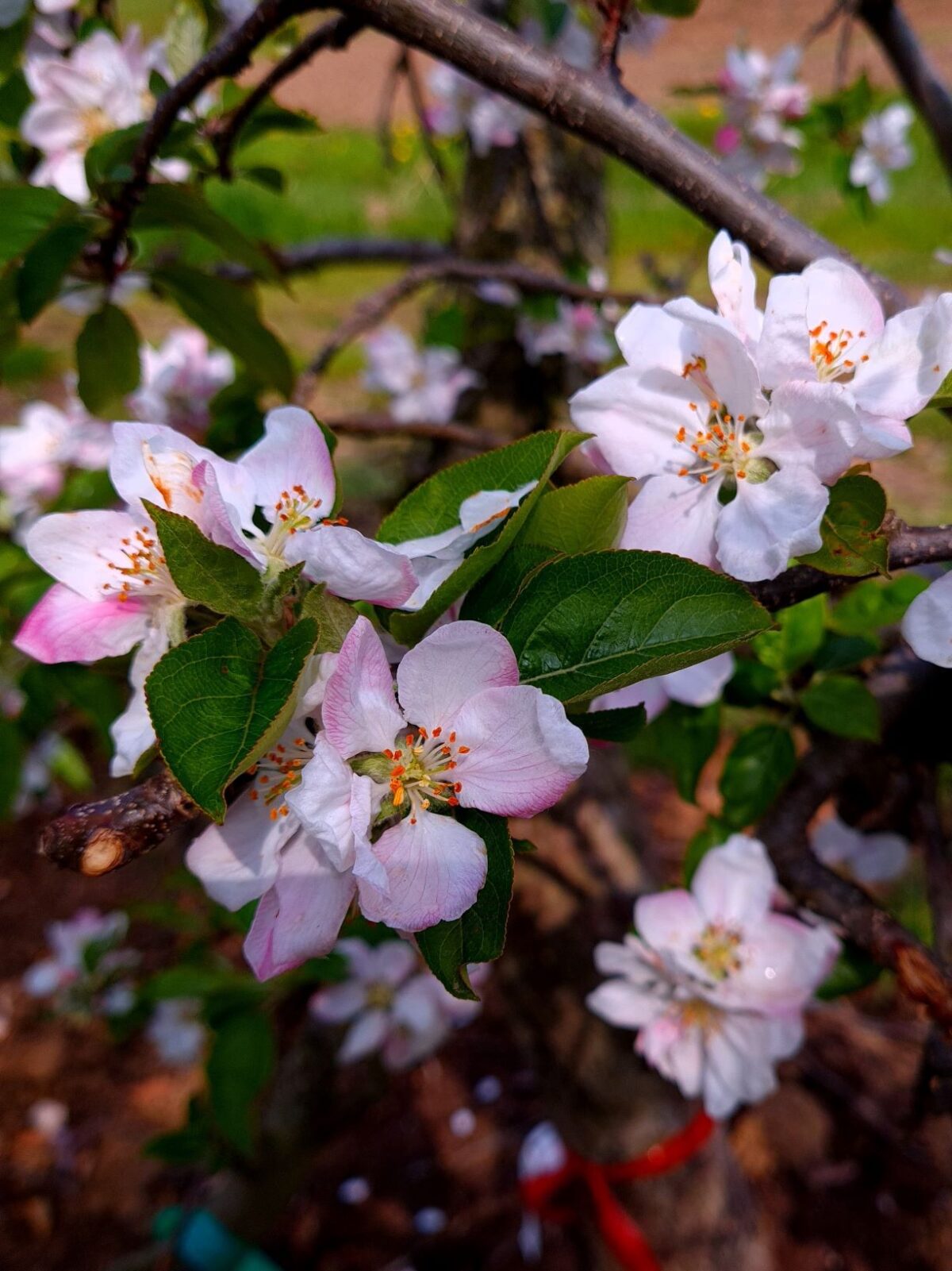 Volwassen Appelboom 'Delcorf' | Laagstam