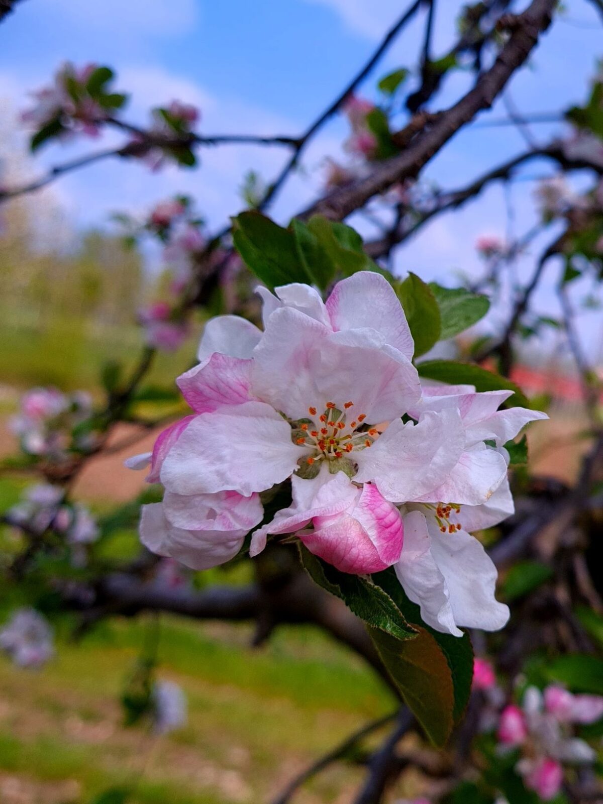 Volwassen Appelboom 'Delcorf' | Laagstam