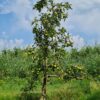Volwassen Appelboom 'Delcorf' | Laagstam