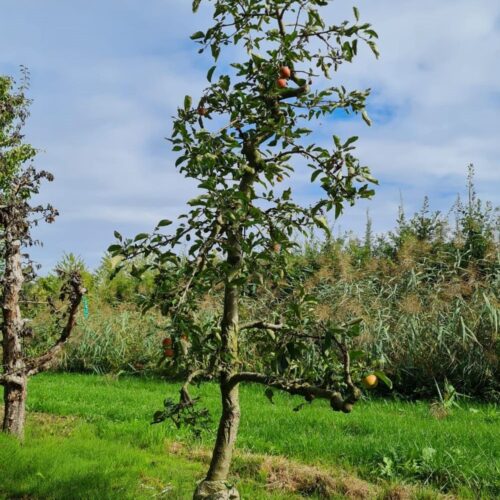 appelboom-delcorf- Jonge Noorse Esdoorn 'Eurostar' | Hoogstam