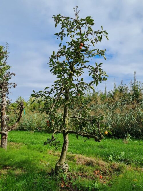 appelboom-delcorf- Noorse Esdoorn 'Eurostar' | Hoogstam