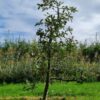 Volwassen Appelboom 'Delcorf' | Laagstam