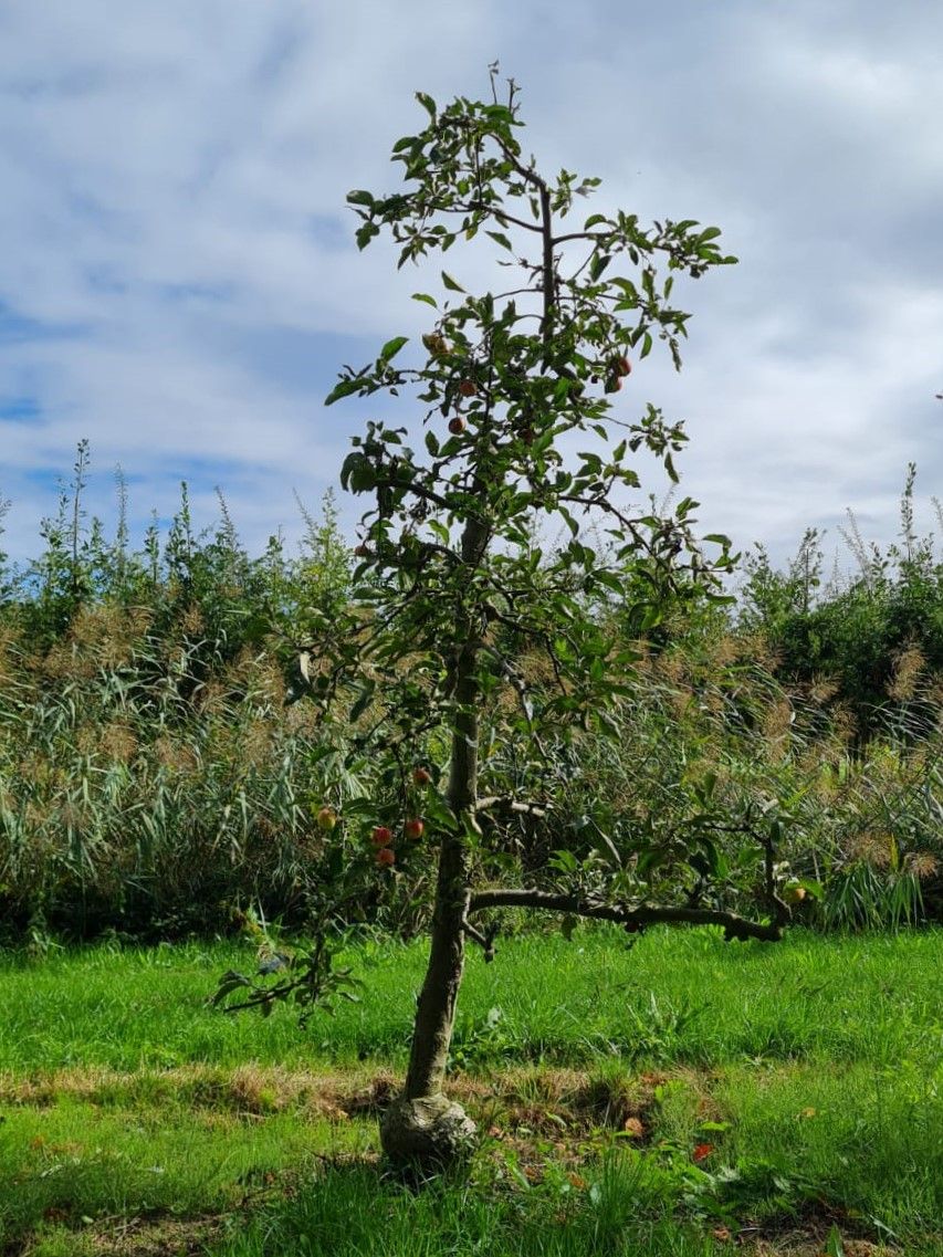 Volwassen Appelboom 'Delcorf' | Laagstam