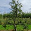 Volwassen Appelboom 'Delcorf' | Laagstam