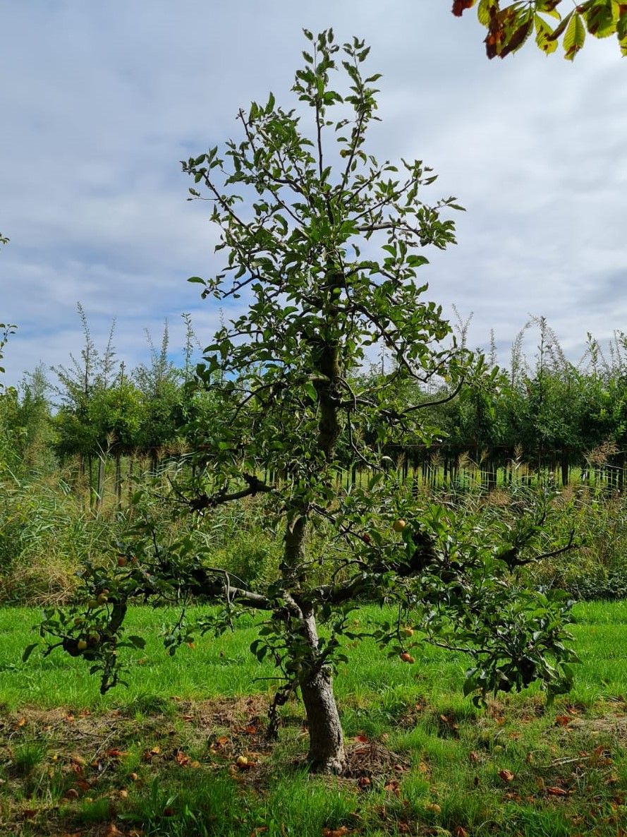 Volwassen Appelboom 'Delcorf' | Laagstam