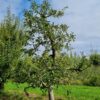 Volwassen Appelboom 'Delcorf' | Laagstam
