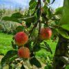 Volwassen Appelboom 'Delcorf' | Laagstam