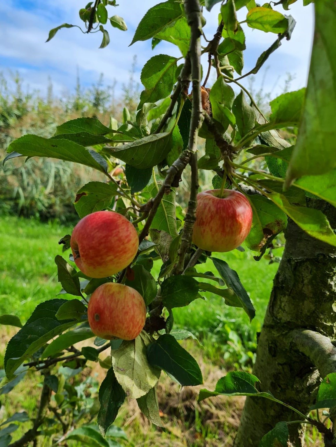 Volwassen Appelboom 'Delcorf' | Laagstam
