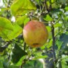 Volwassen Appelboom 'Delcorf' | Laagstam