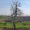 Jonge Appelboom 'Delcorf' | Laagstam