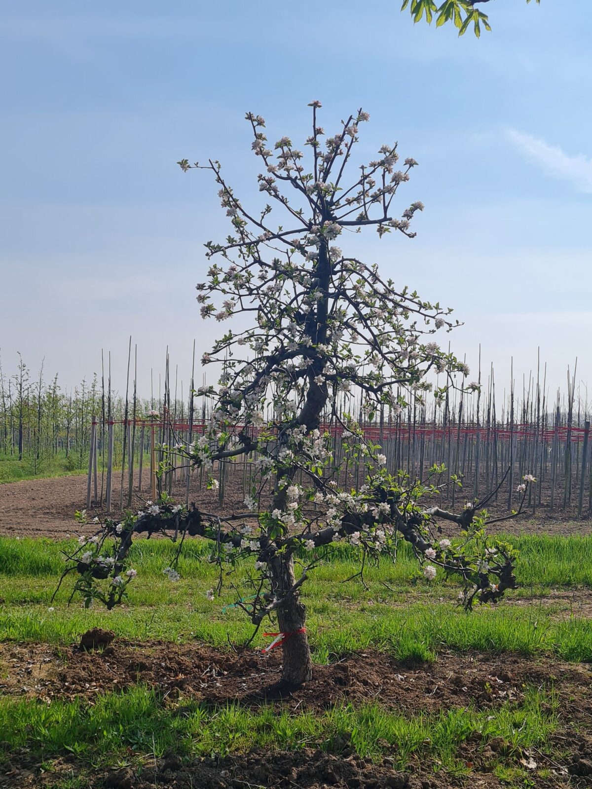 Jonge Appelboom 'Delcorf' | Laagstam