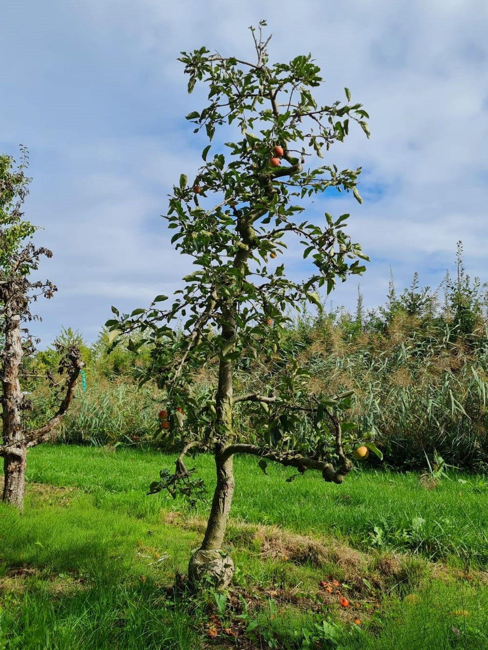 Jonge Appelboom 'Delcorf' | Laagstam