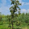 Jonge Appelboom 'Delcorf' | Laagstam