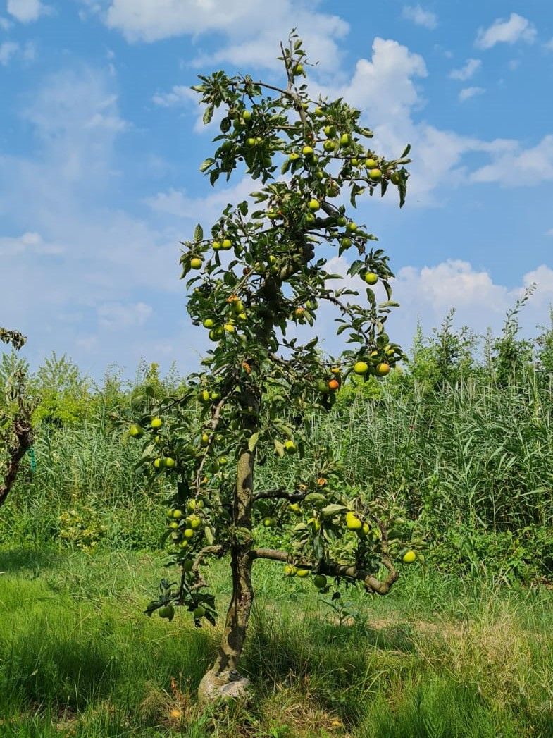 Jonge Appelboom 'Delcorf' | Laagstam