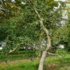 Jonge Appelboom 'Delcorf' | Laagstam