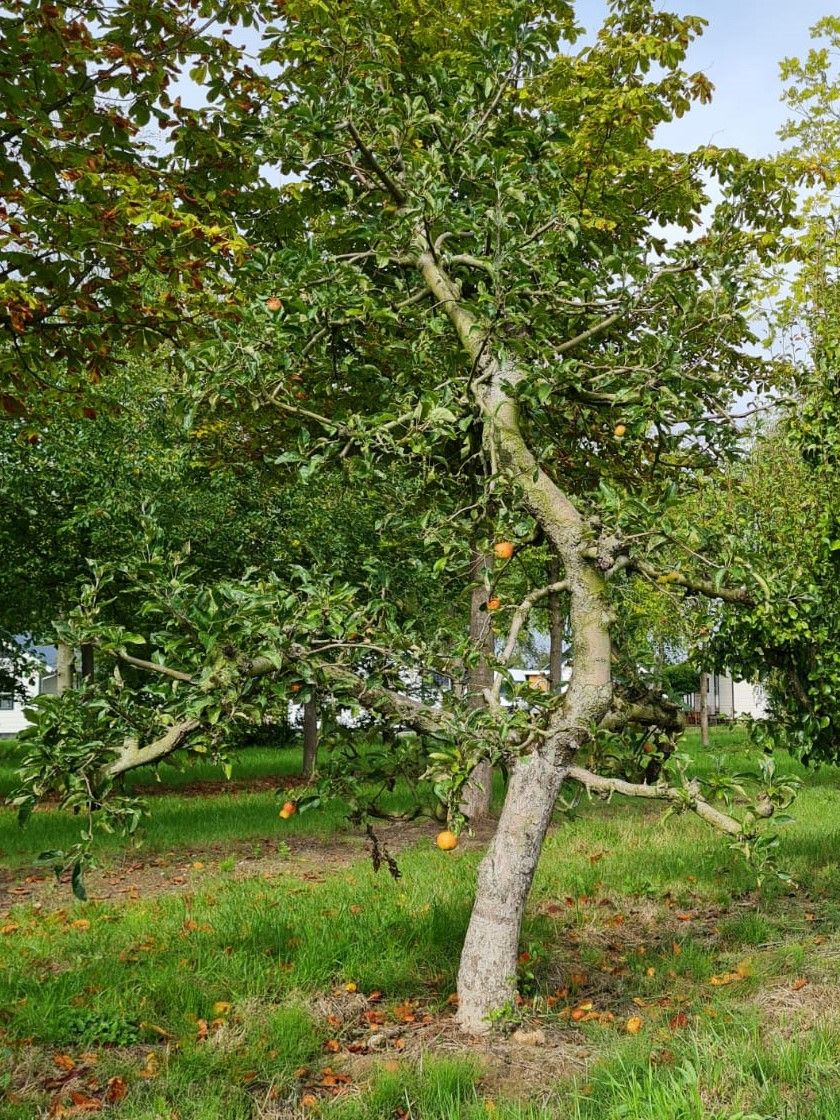 Jonge Appelboom 'Delcorf' | Laagstam