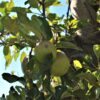 appelboom-elstar- Jonge Appelboom 'Elstar' | Laagstam