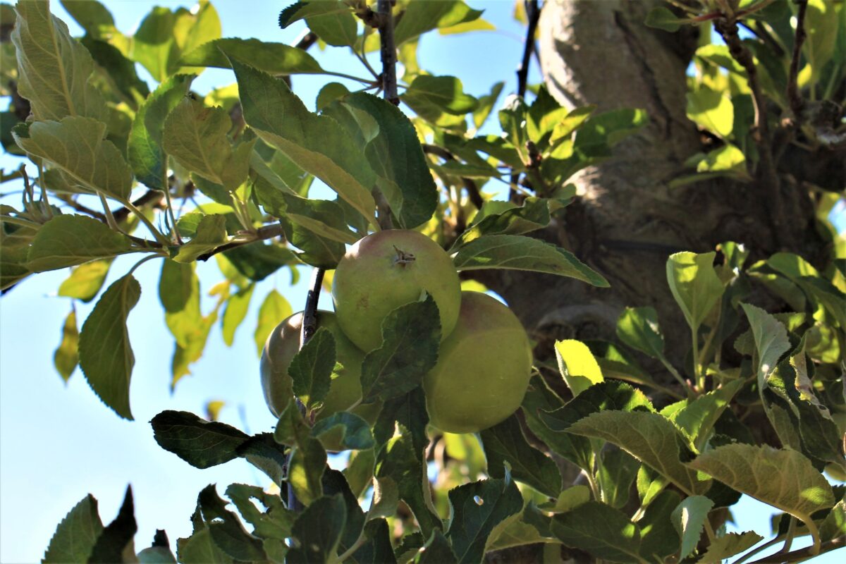 appelboom-elstar- Jonge Appelboom 'Elstar' | Laagstam