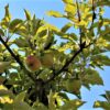 appelboom-elstar- Jonge Appelboom 'Elstar' | Laagstam