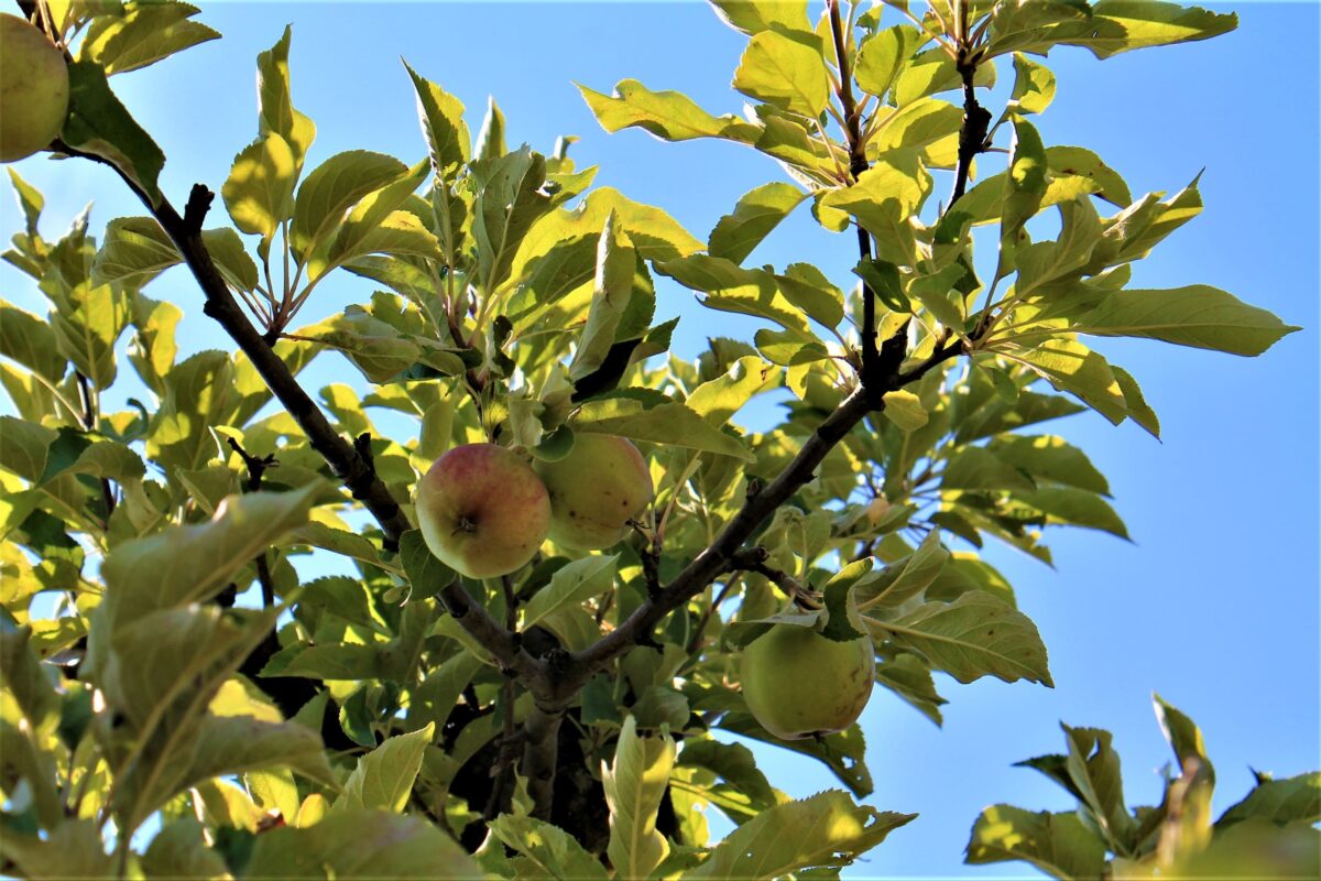 appelboom-elstar- Jonge Appelboom 'Elstar' | Laagstam